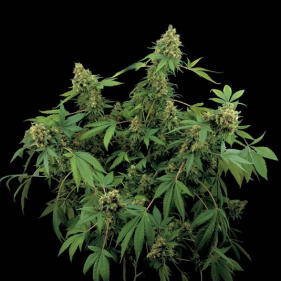 Auto Lemon Skunk (Лимон Скунк ТГК 18%)